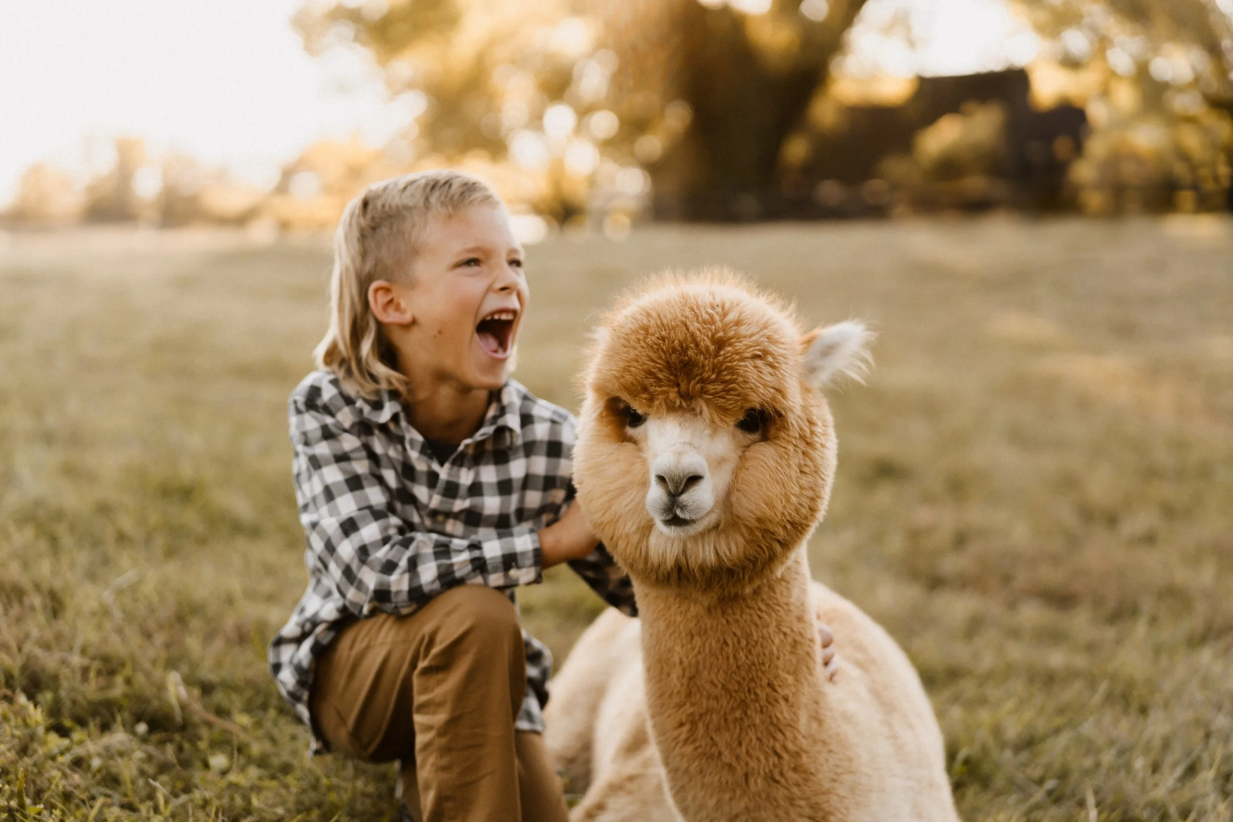 Coleman Valley Alpaca Farm | Unleash Alpaca Magic